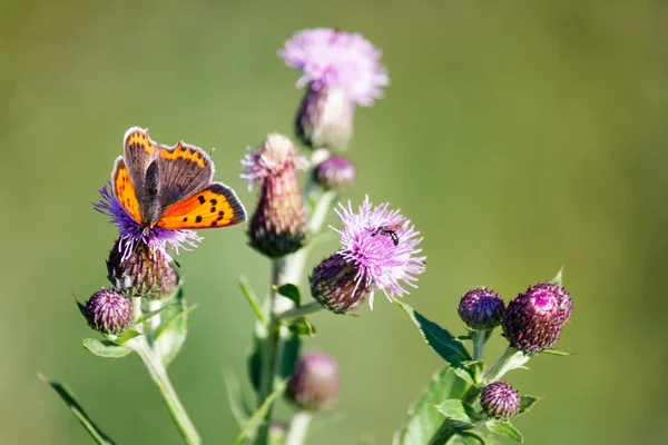 Motyl na kwiat ostu Zdjęcie Stockowe