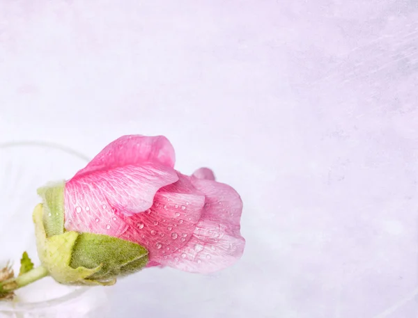 Roze mallow (malva) in kristalglas Rechtenvrije Stockfoto's