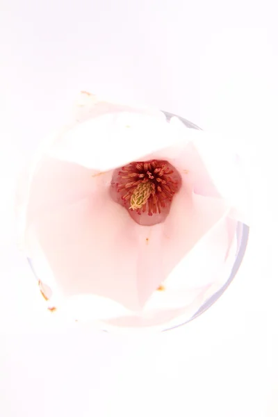 Magnolia blomma — Stockfoto