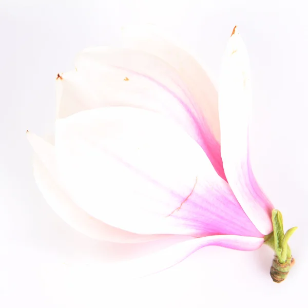 Fiore di Magnolia — Foto Stock