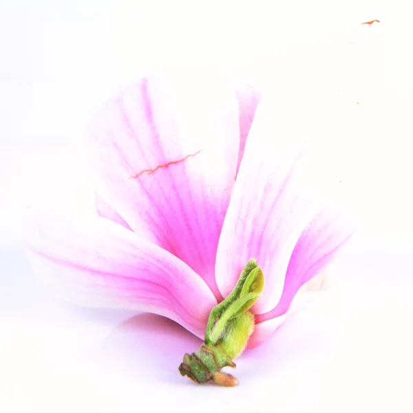 Fiore di Magnolia — Foto Stock