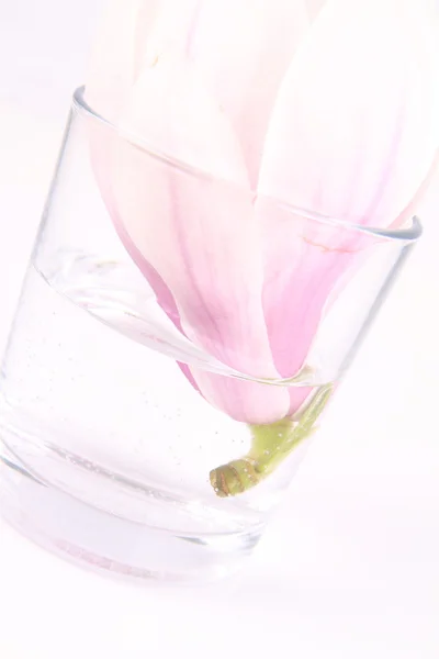 Magnolia flower — Stock Photo, Image