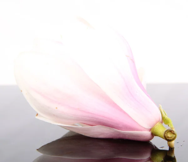 Fiore di Magnolia — Foto Stock