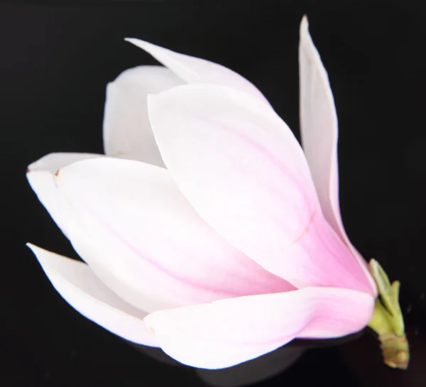 Magnolia flower — Stock Photo, Image