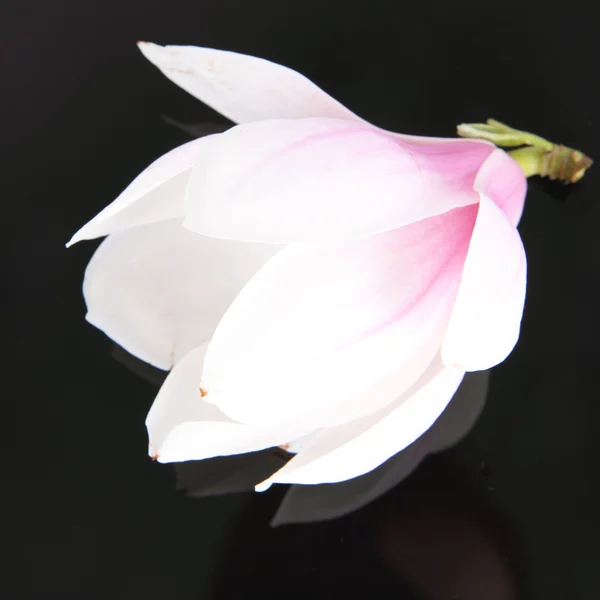 Magnolia blomst - Stock-foto