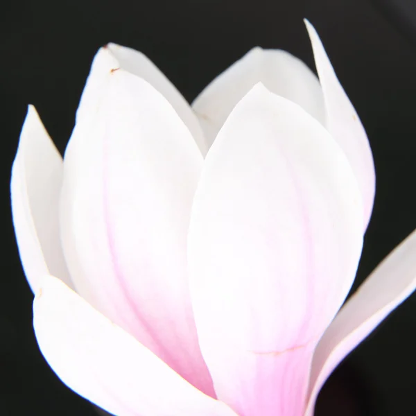 Magnolia flower — Stock Photo, Image