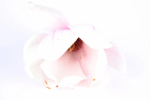 Magnolia blomst - Stock-foto