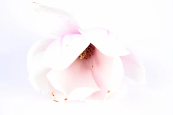 Magnolia bloem — Stockfoto