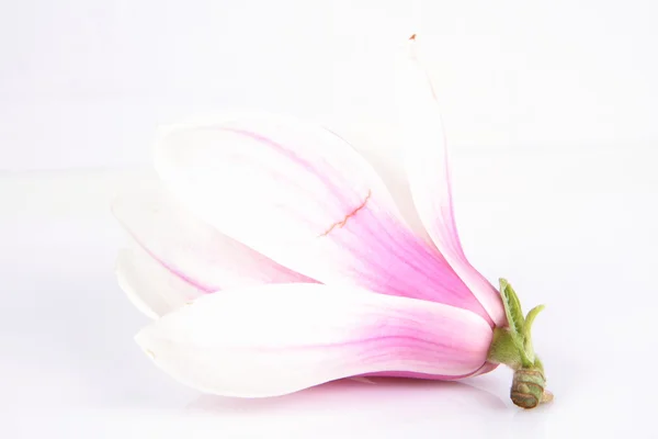 Fiore di Magnolia — Foto Stock