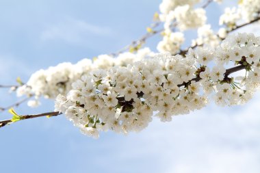 Ağaçtaki beyaz çiçekler