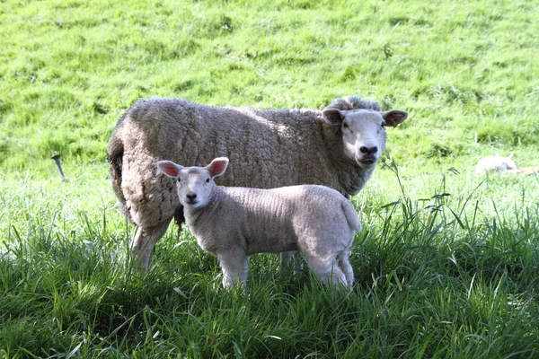 Sheep — Stock Photo, Image