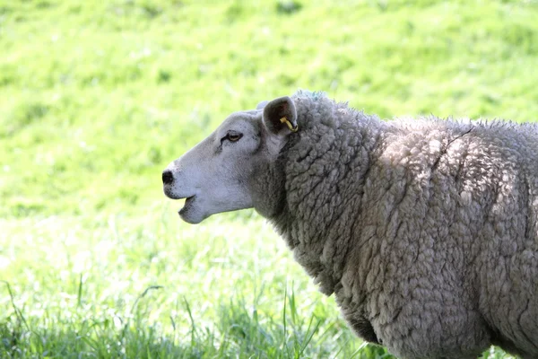 Sheep — Stock Photo, Image