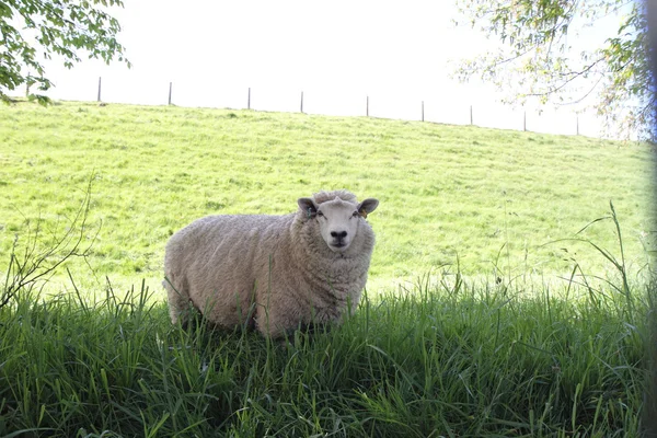 Sheep — Stock Photo, Image