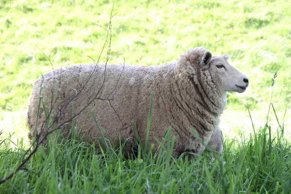羊 — 图库照片