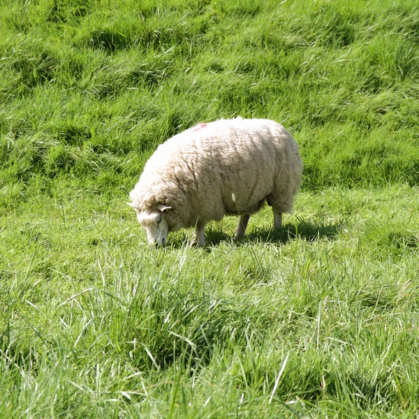 Ovinos — Foto de Stock