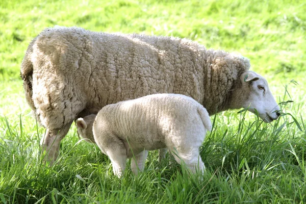 Sheep — Stock Photo, Image