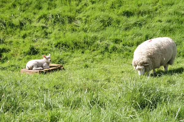 Sheep — Stock Photo, Image