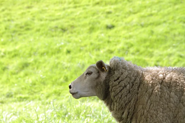 Owce — Zdjęcie stockowe