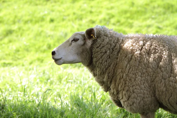 Sheep — Stock Photo, Image