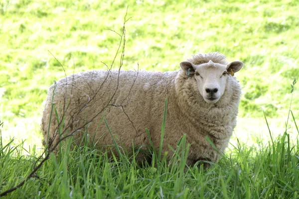 羊 — 图库照片