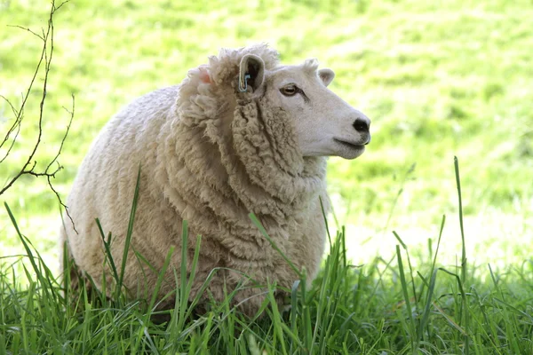 Sheep — Stock Photo, Image