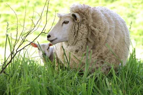 Sheep — Stock Photo, Image