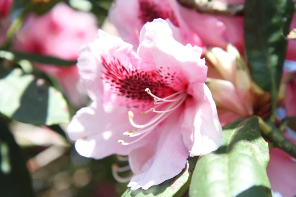 Floração do rododendro — Fotografia de Stock