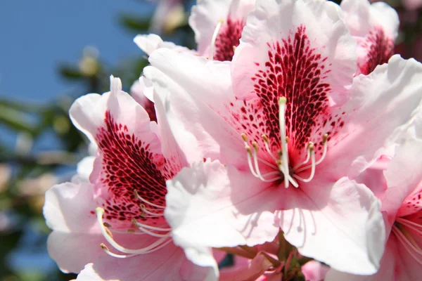 Rhododendron blommar — Stockfoto