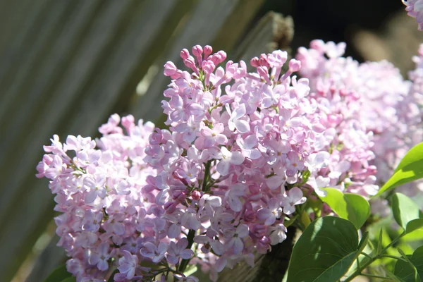Lilac blooming — Stock Photo, Image