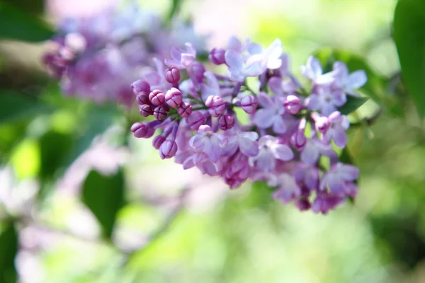 Floração de lilás — Fotografia de Stock