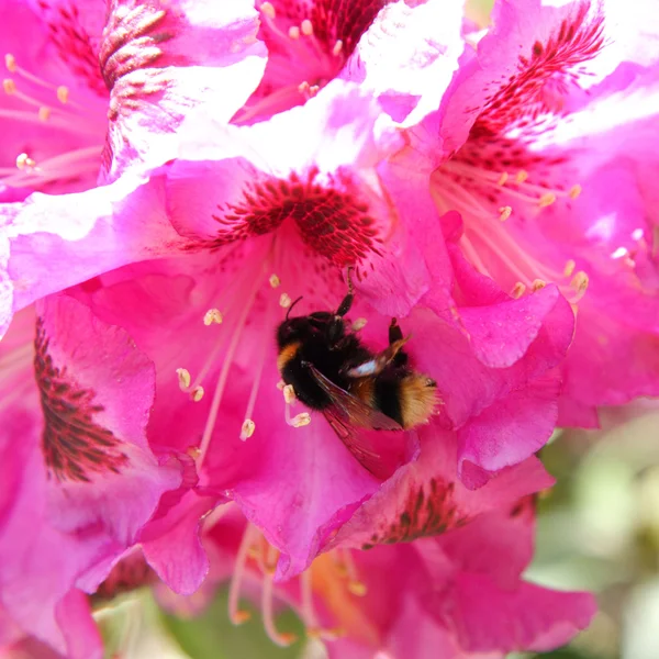 Bumblebee — Stock Photo, Image