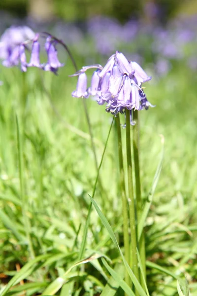 Bluebells — Stock Photo, Image