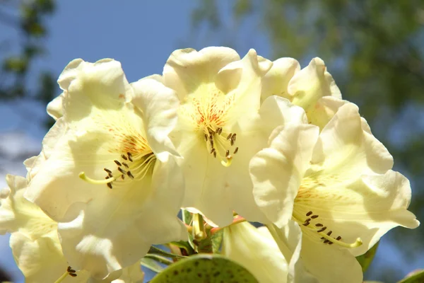 Рододендрон квітучі — стокове фото
