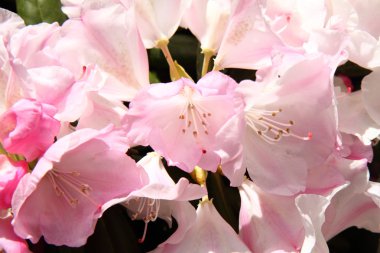 Ormangülü çiçek açan