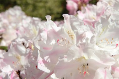 Ormangülü çiçek açan