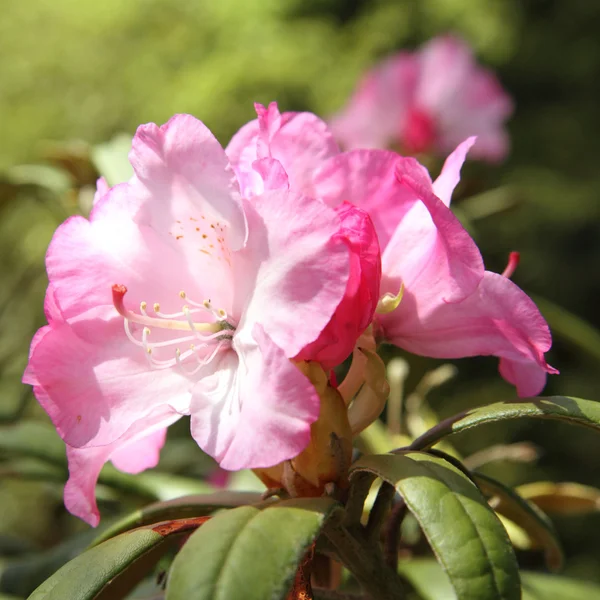 Rhododendron blooming — Stock Photo, Image