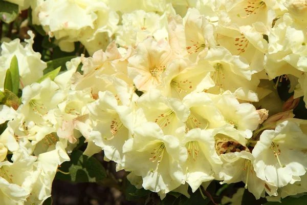 Rhododendron blooming — Stock Photo, Image