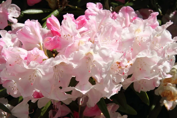 Rhododendron blommar — Stockfoto