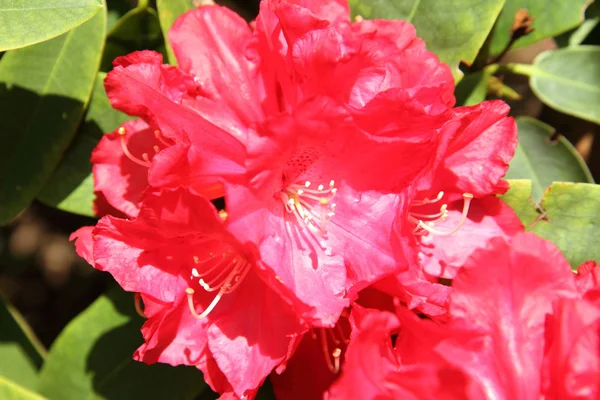 Рододендрон цветёт — стоковое фото