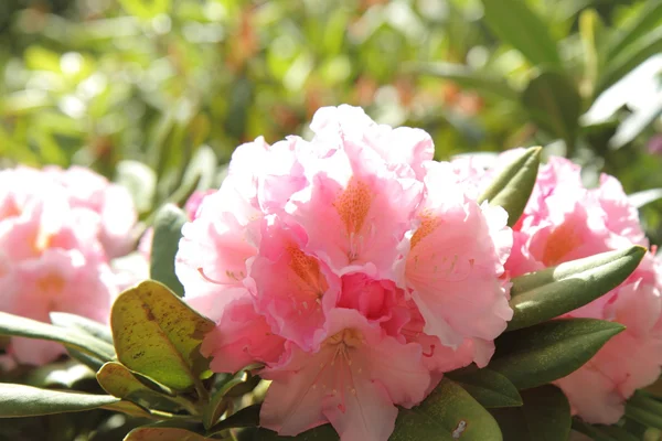 Rododendro in fiore — Foto Stock