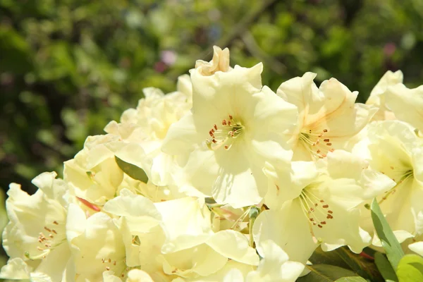 Rhododendron blommar — Stockfoto