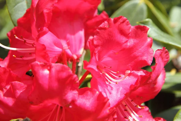 Rhododendron blommar — Stockfoto