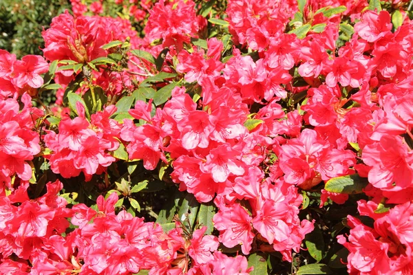 Rhododendron blooming — Stock Photo, Image