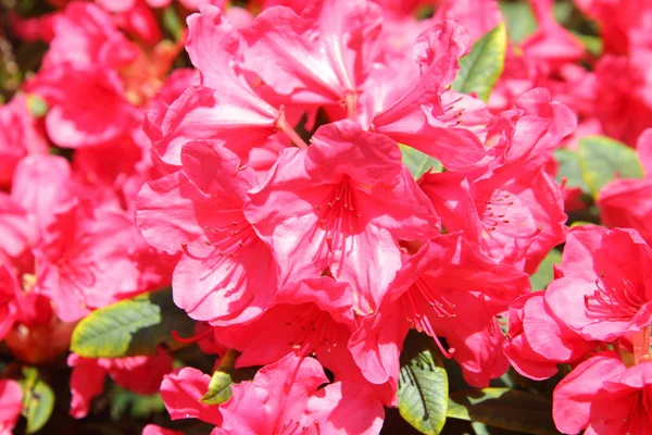 Rhododendron blommar — Stockfoto