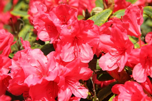 Rhododendron blommar — Stockfoto