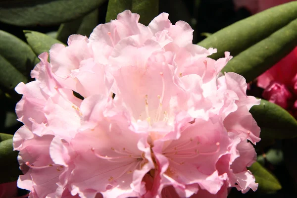 Rododendrony kwitnące — Zdjęcie stockowe