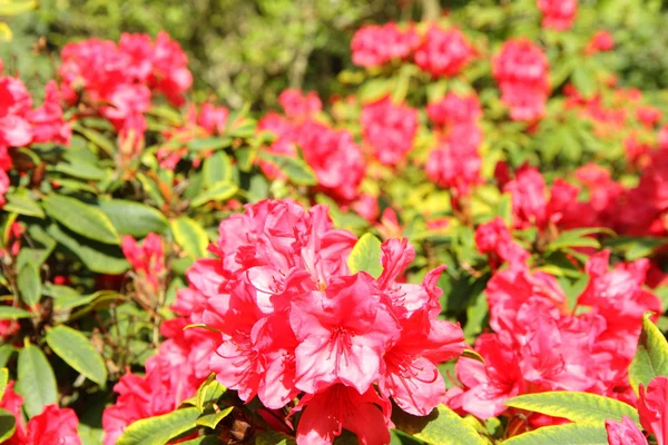 Floração do rododendro — Fotografia de Stock
