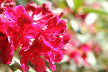 Ormangülü çiçek açan