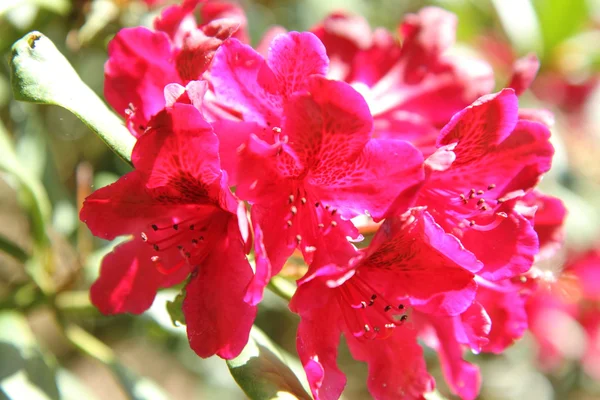 Rhododendron blooming — Stock Photo, Image