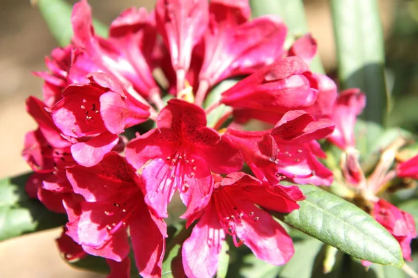 Rhododendron blommar — Stockfoto